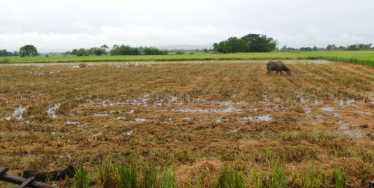 Rush sale Titled Farm lot in Pangasinan